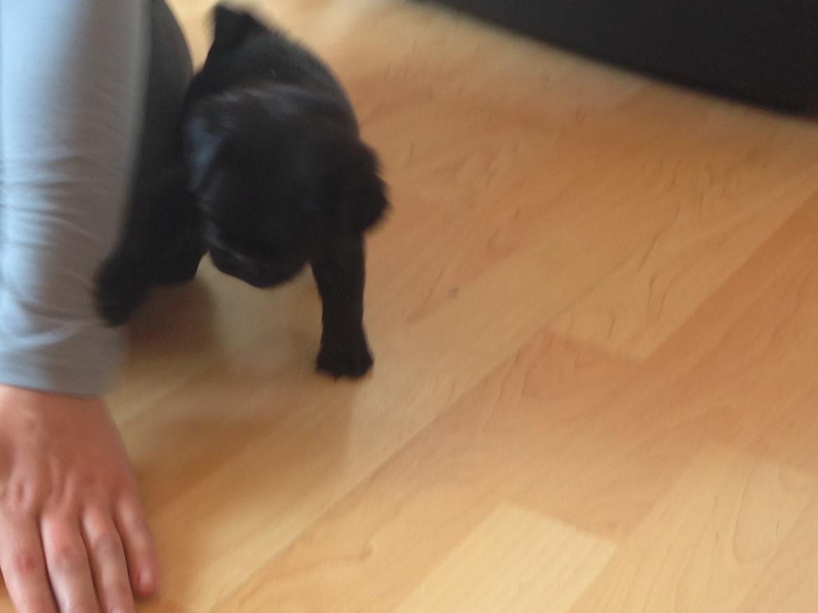 Mops Midas billede 15