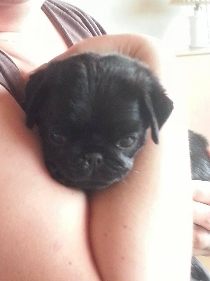 Mops Midas billede 16