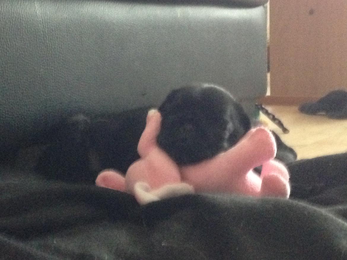 Mops Midas billede 17