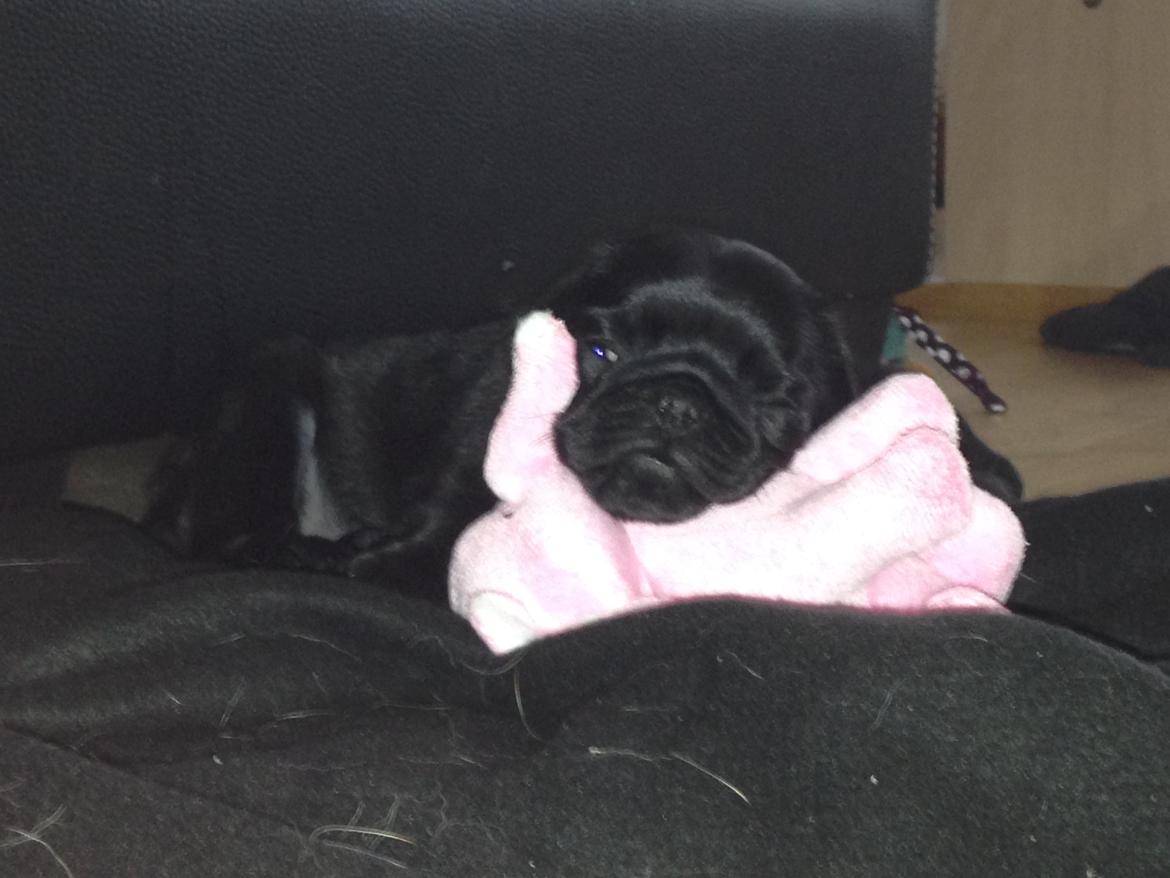 Mops Midas billede 18