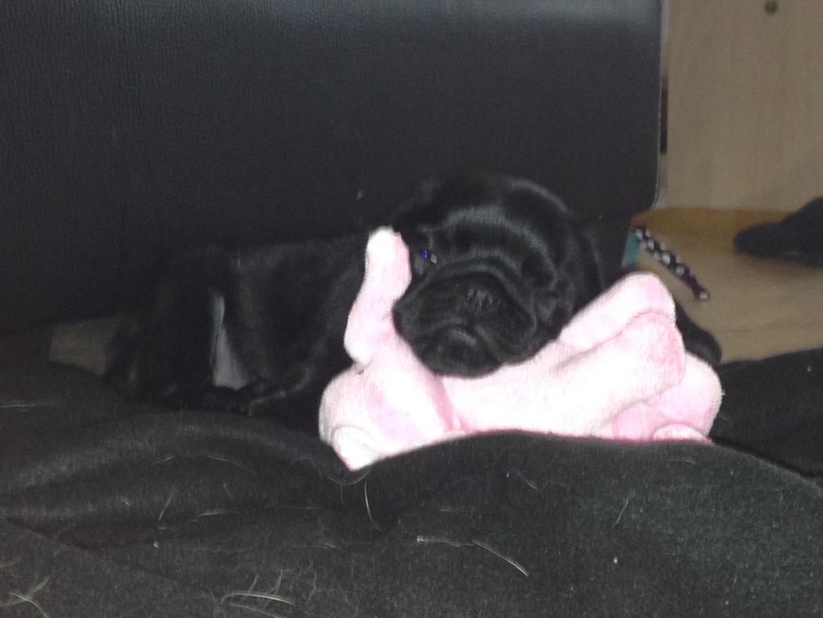 Mops Midas billede 19