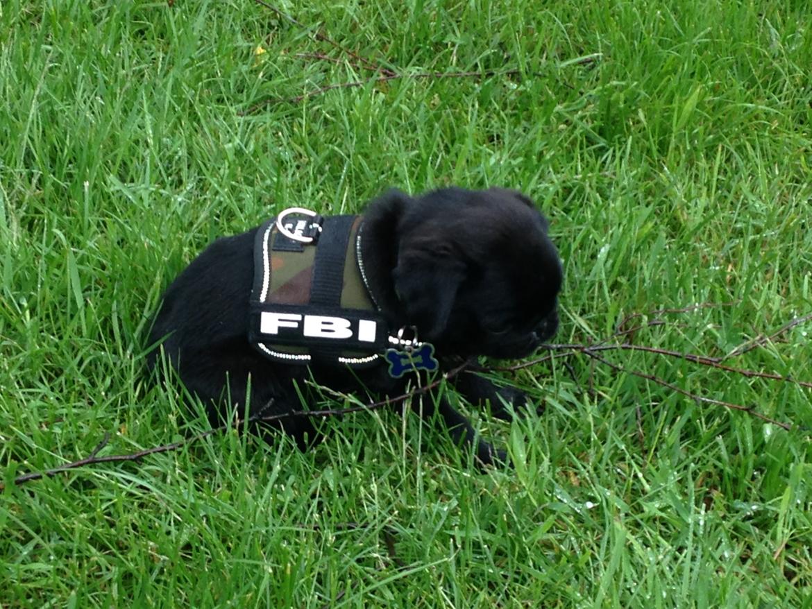 Mops Midas billede 20