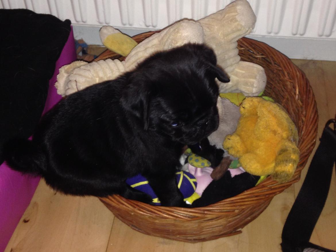 Mops Midas billede 21