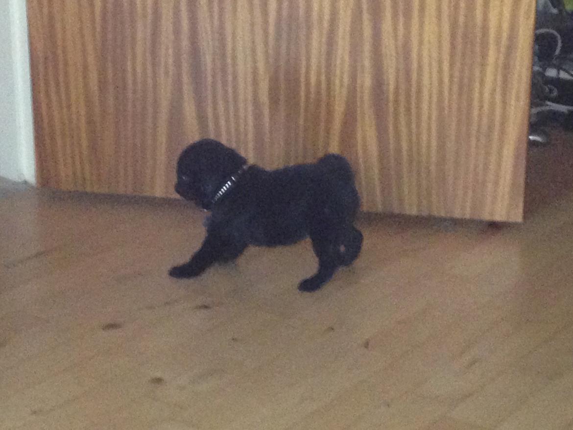 Mops Midas billede 22