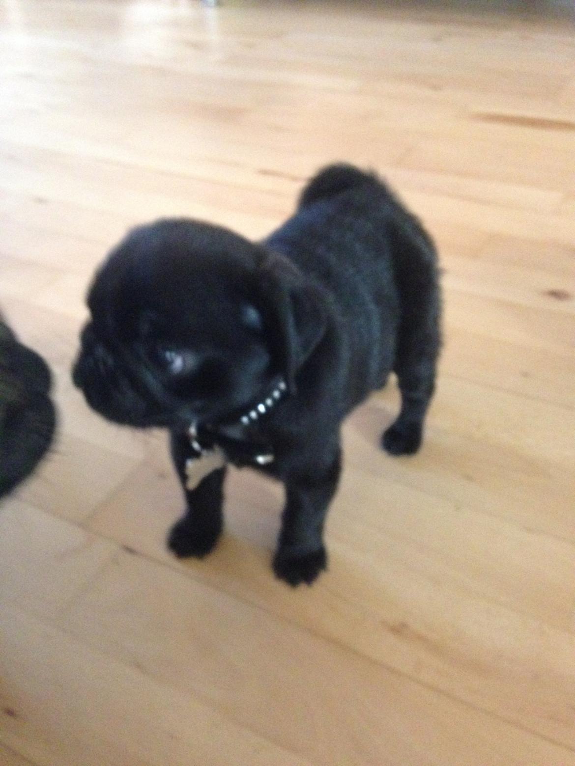 Mops Midas billede 24