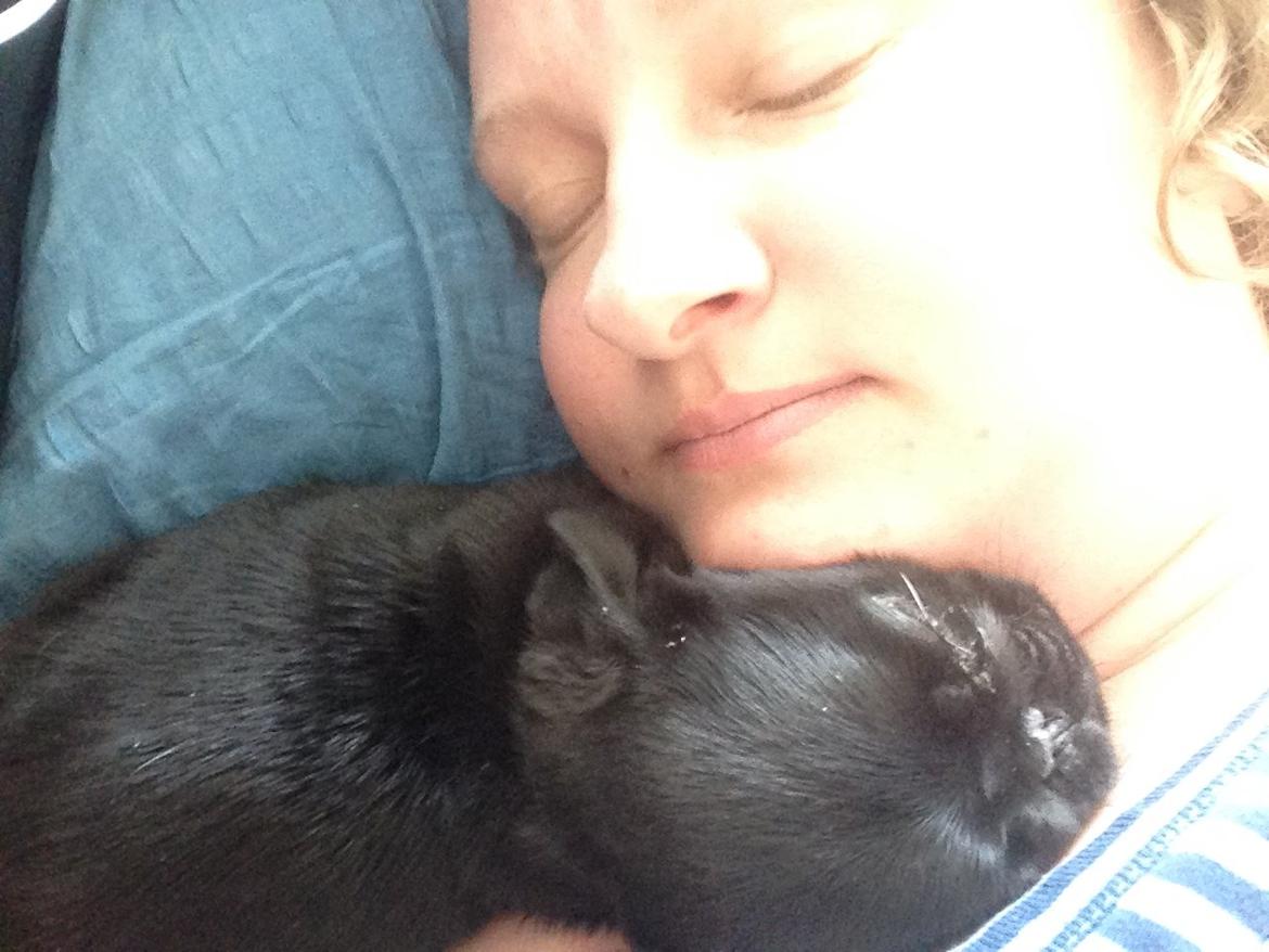 Mops Midas billede 25