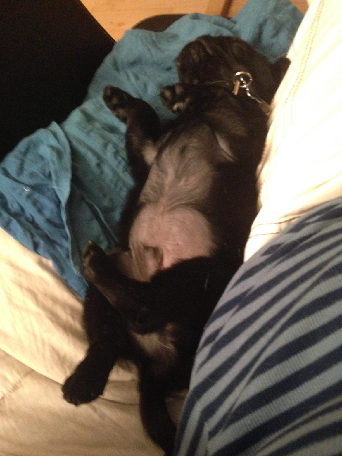 Mops Midas billede 26