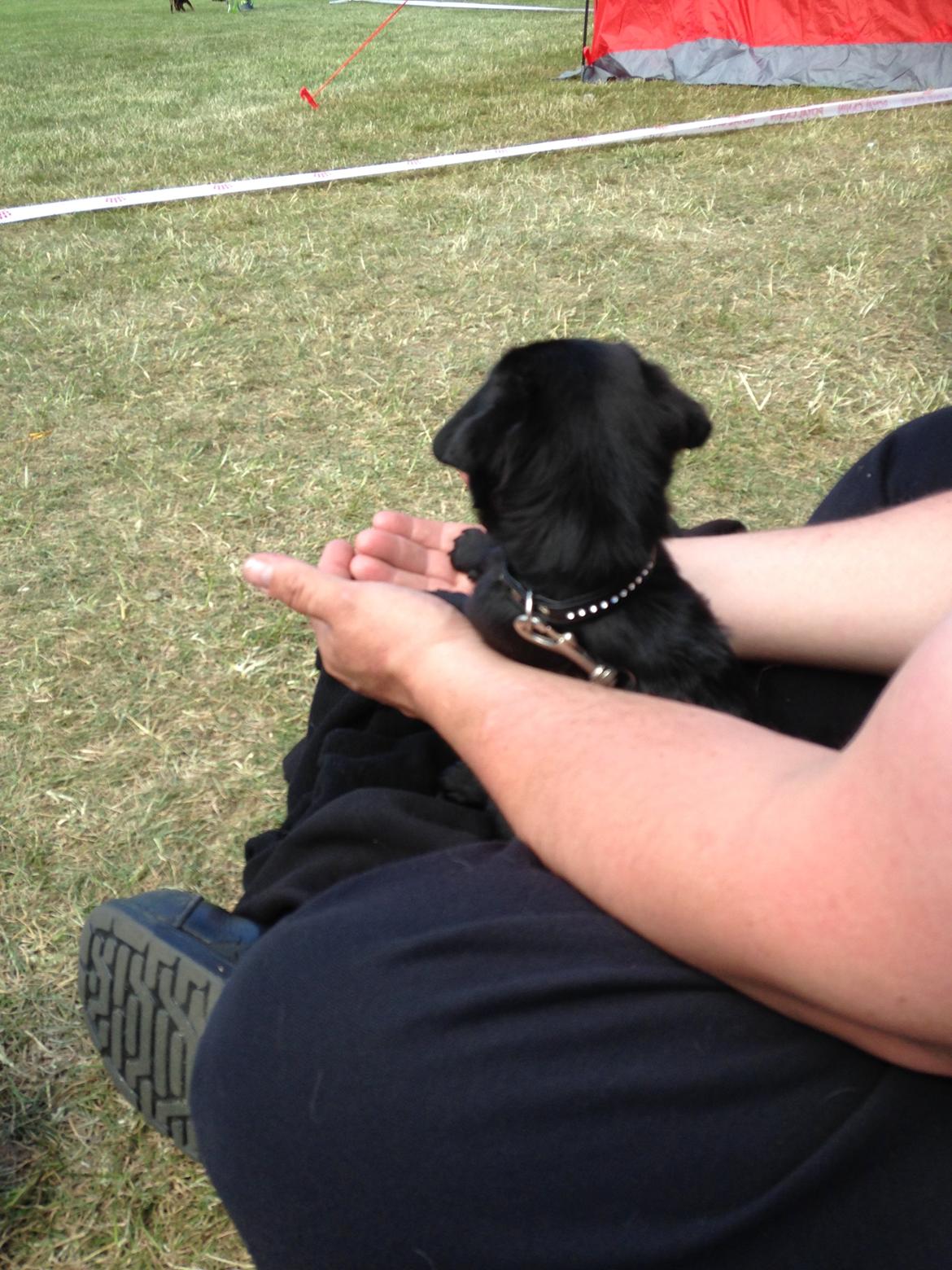 Mops Midas billede 27