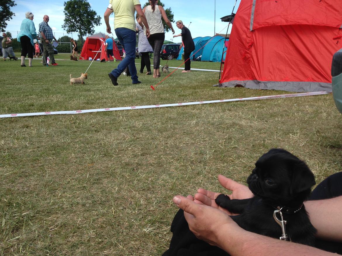 Mops Midas billede 28