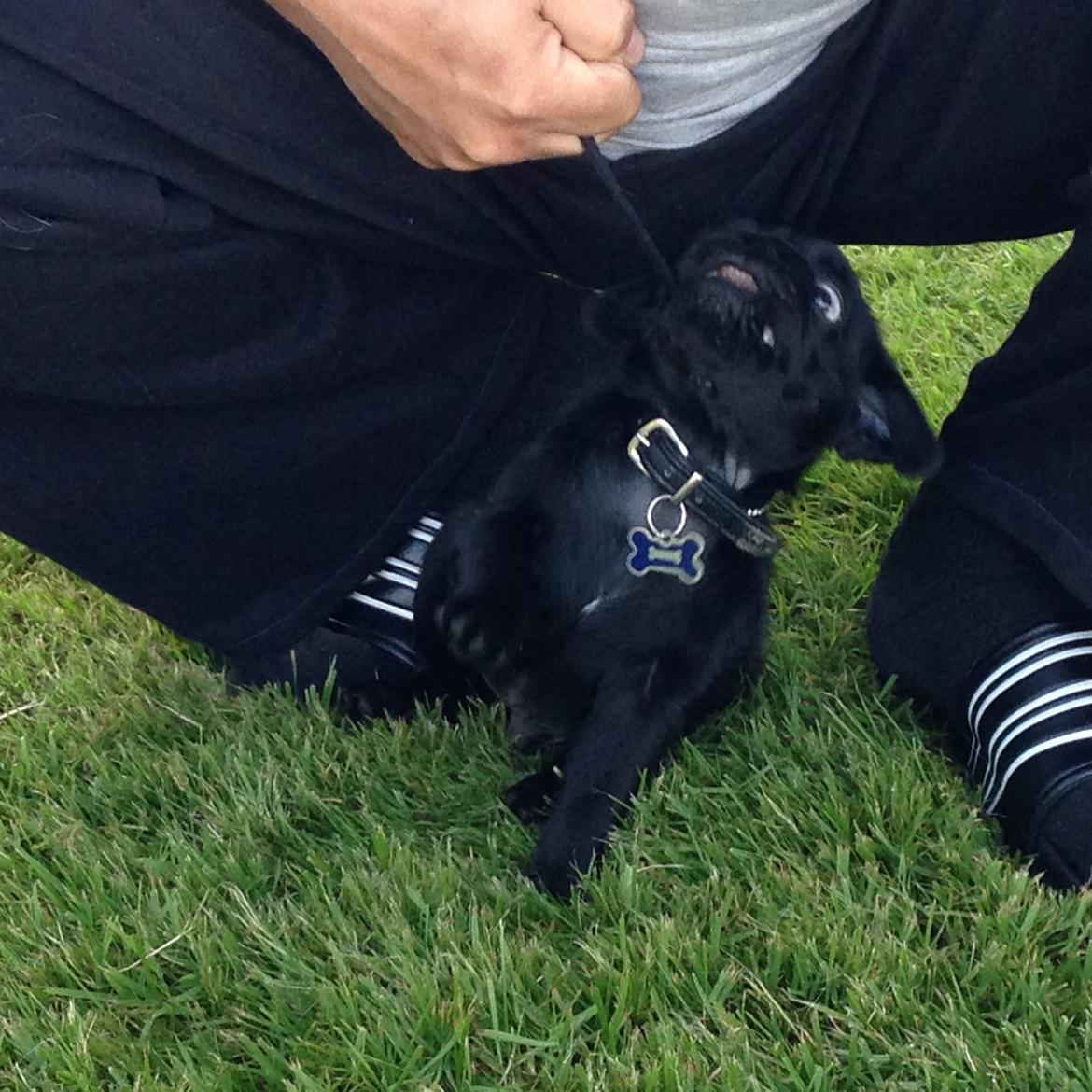 Mops Midas billede 29