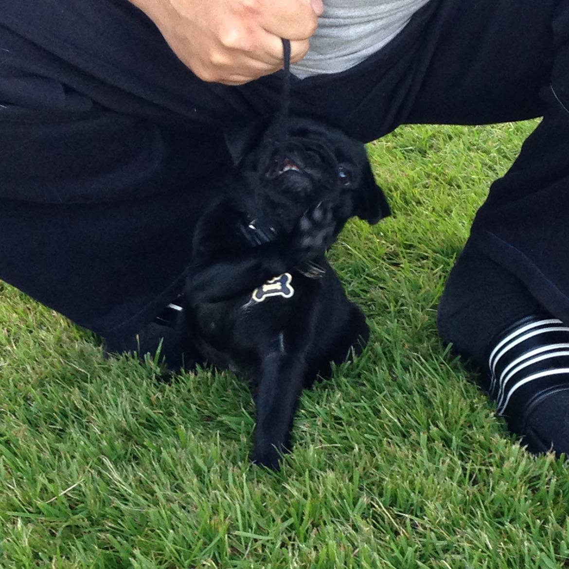 Mops Midas billede 30