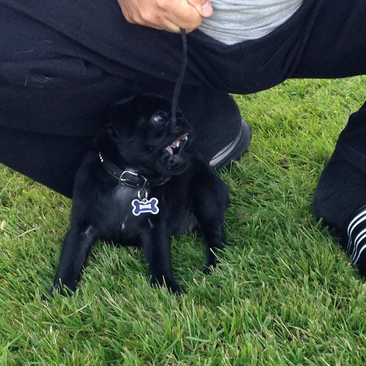 Mops Midas billede 31