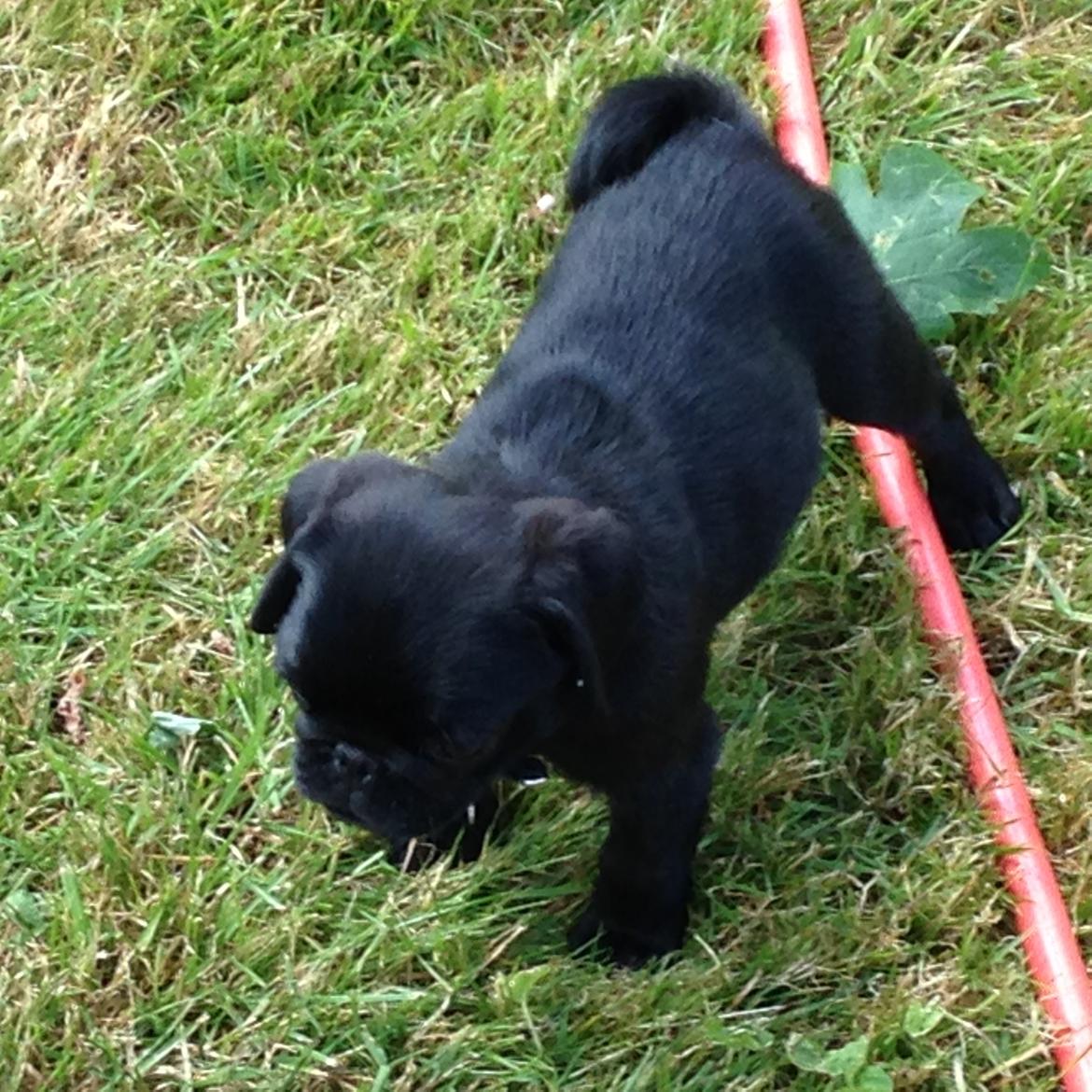 Mops Midas billede 32