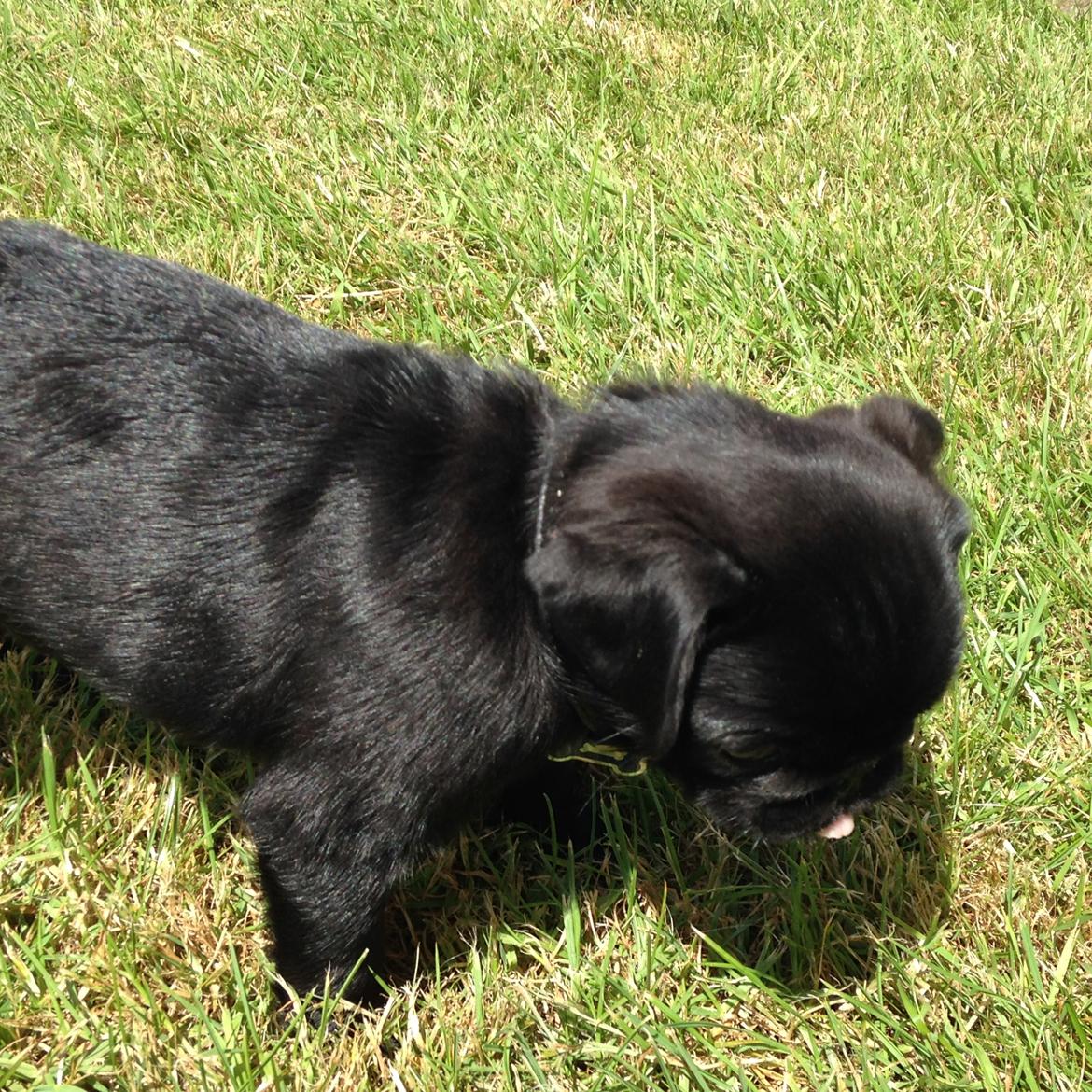 Mops Midas billede 33