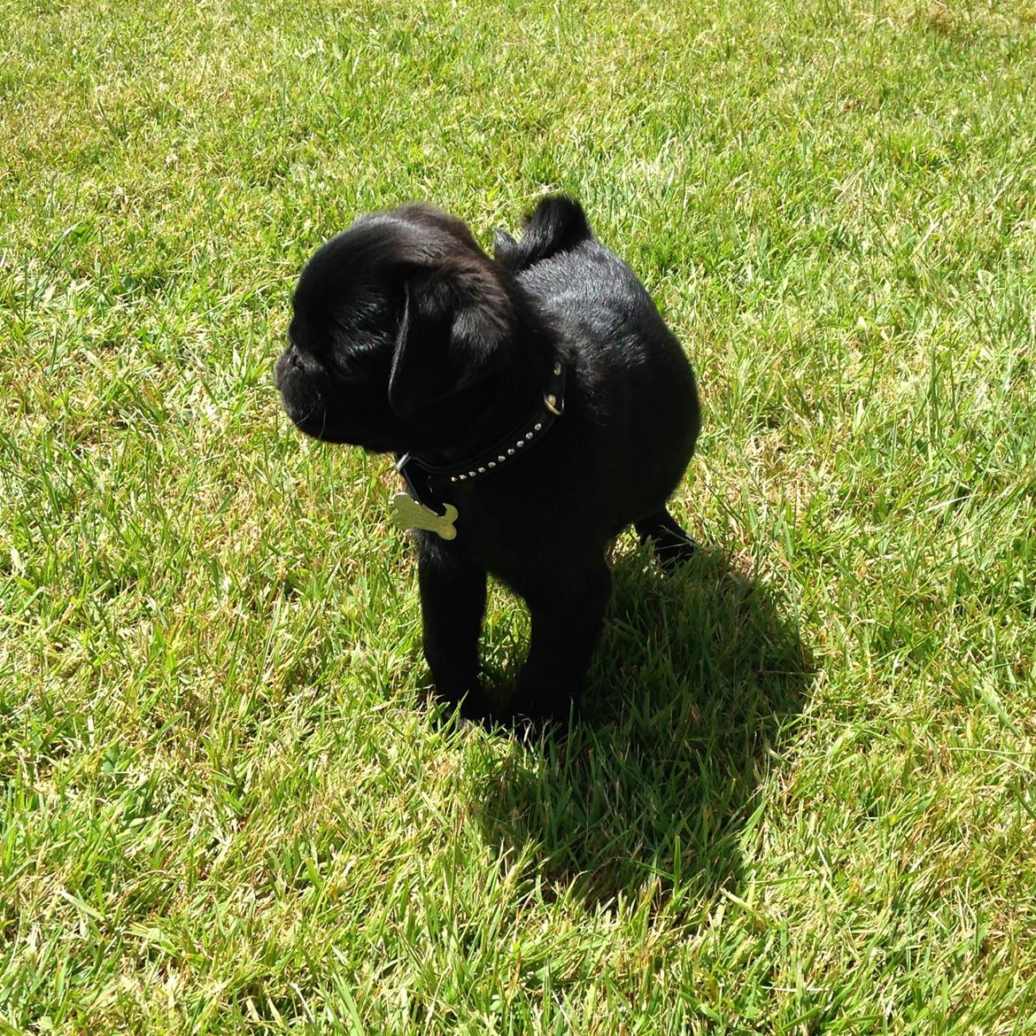 Mops Midas billede 34