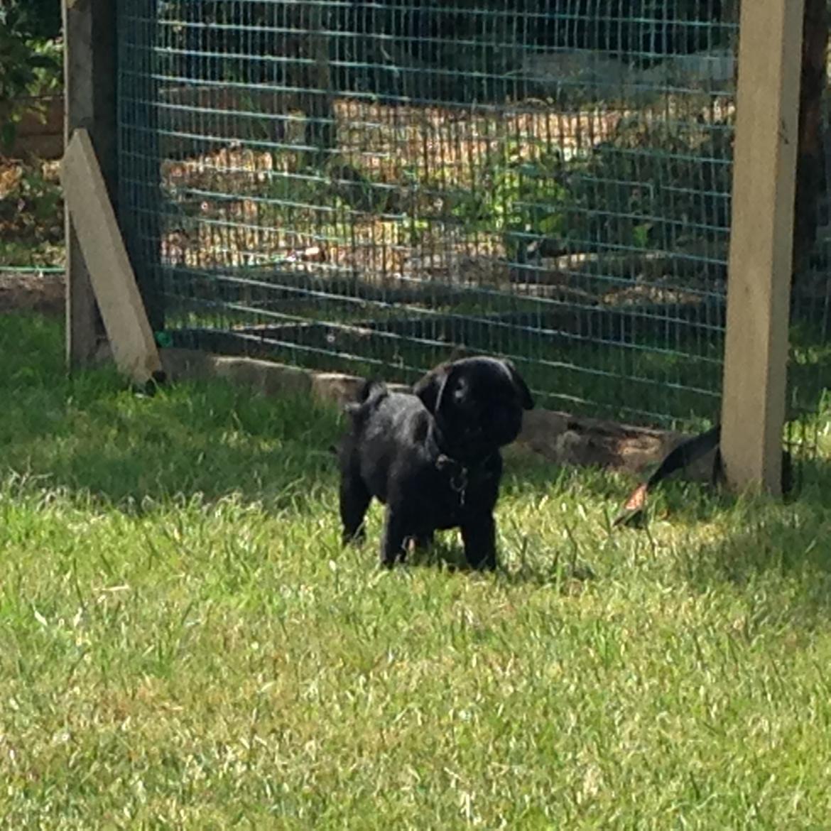 Mops Midas billede 35