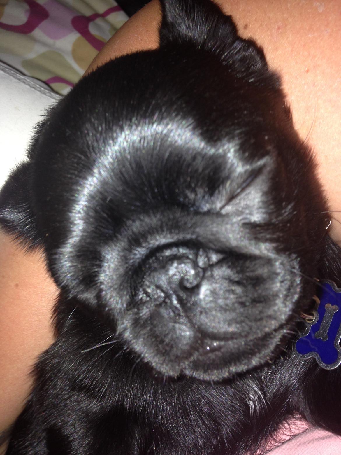 Mops Midas billede 37