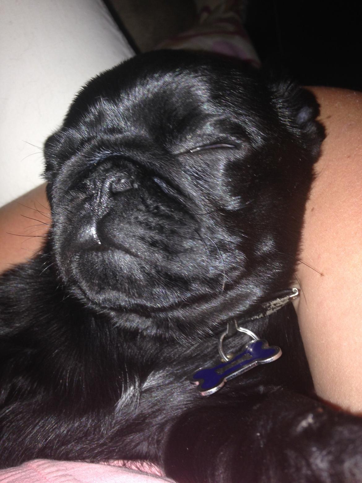 Mops Midas billede 38