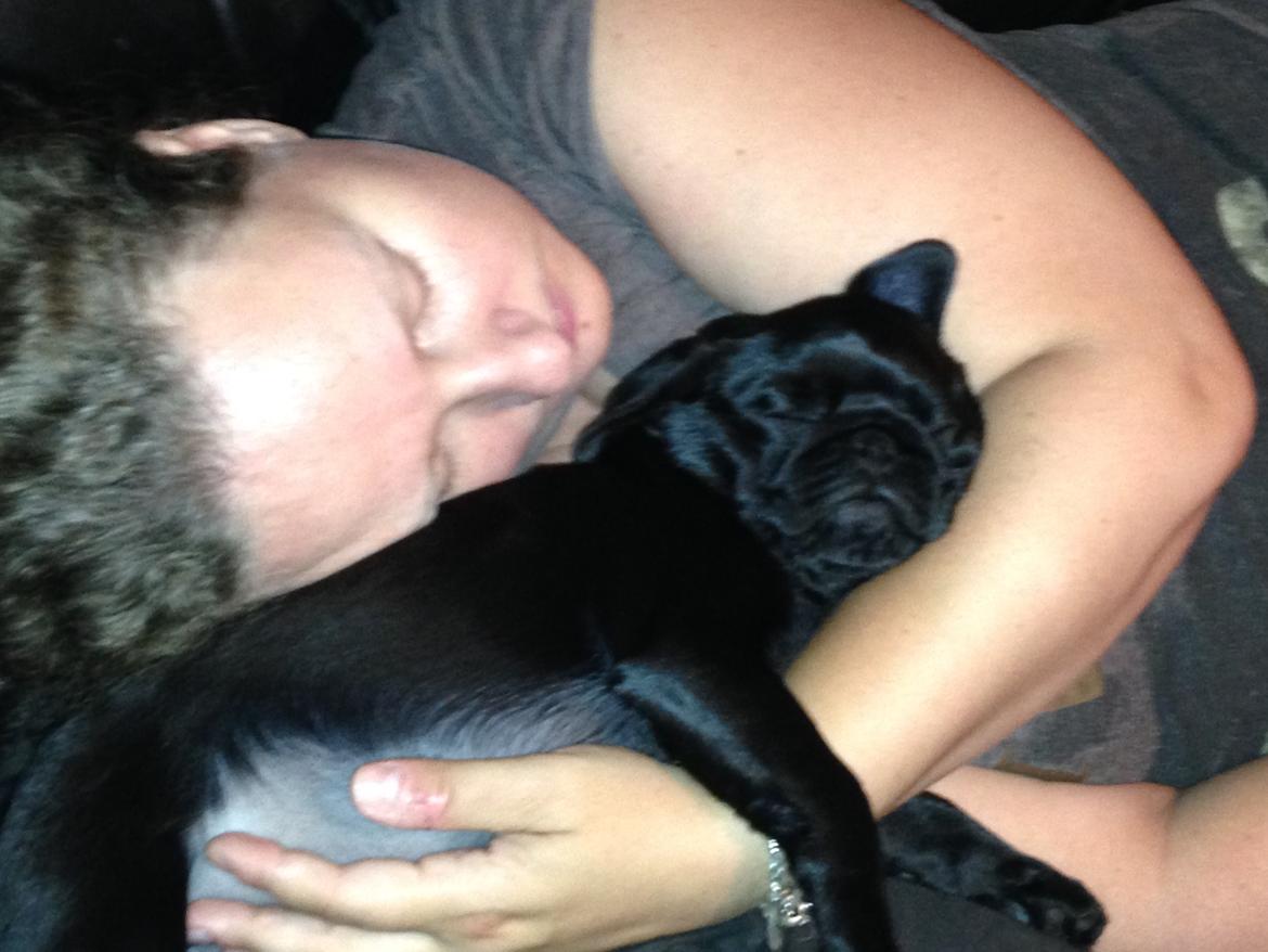 Mops Midas billede 39