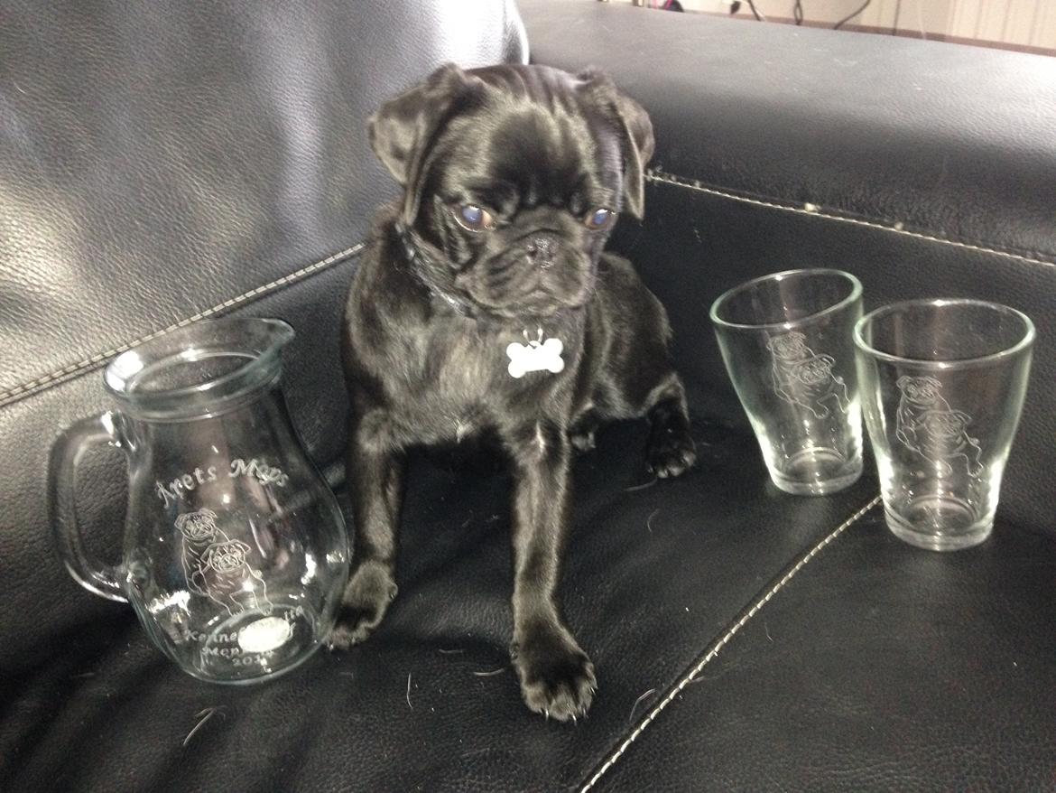 Mops Midas billede 40