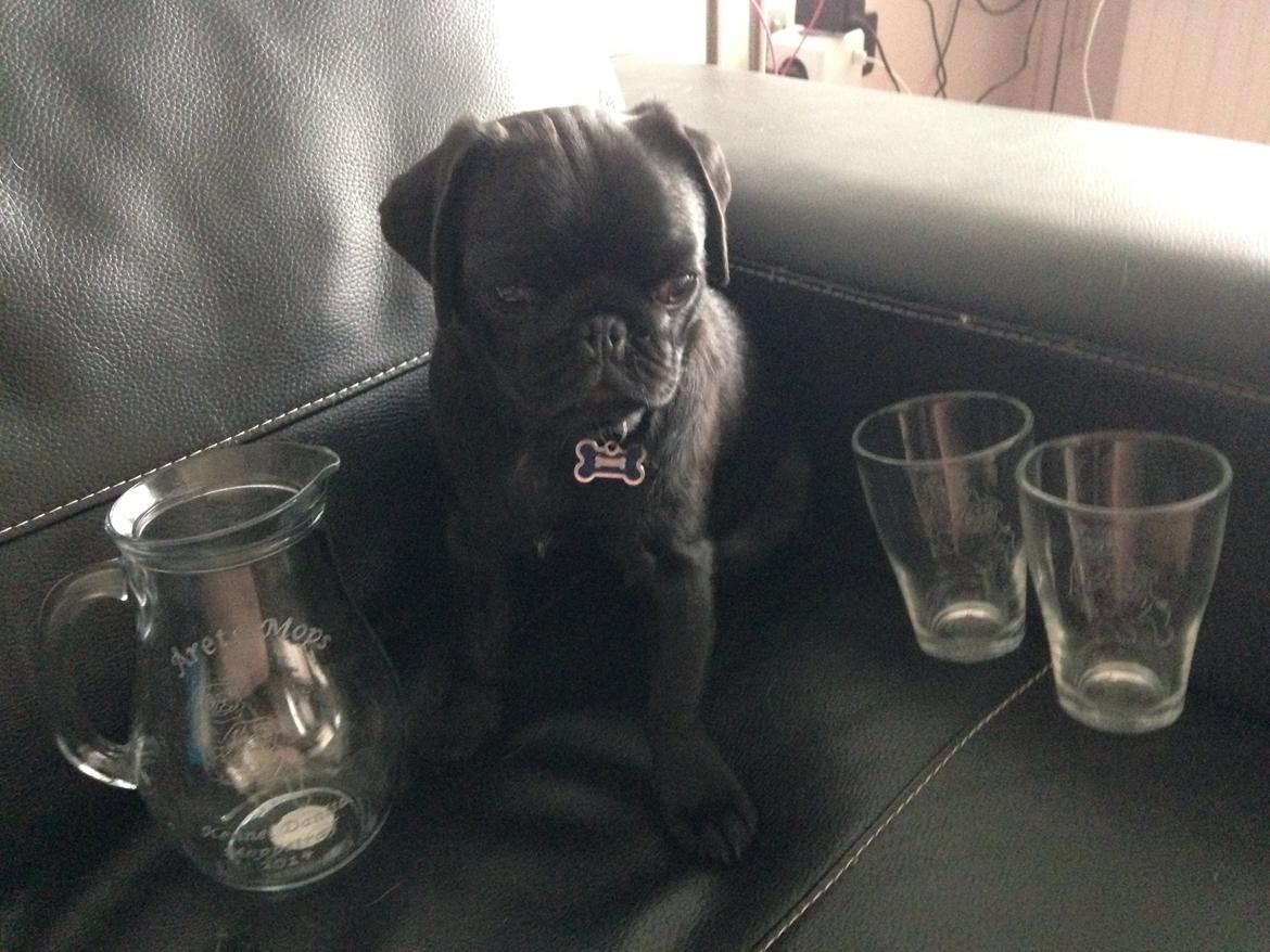 Mops Midas billede 41