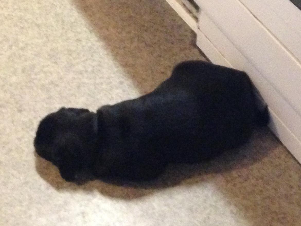 Mops Midas billede 42