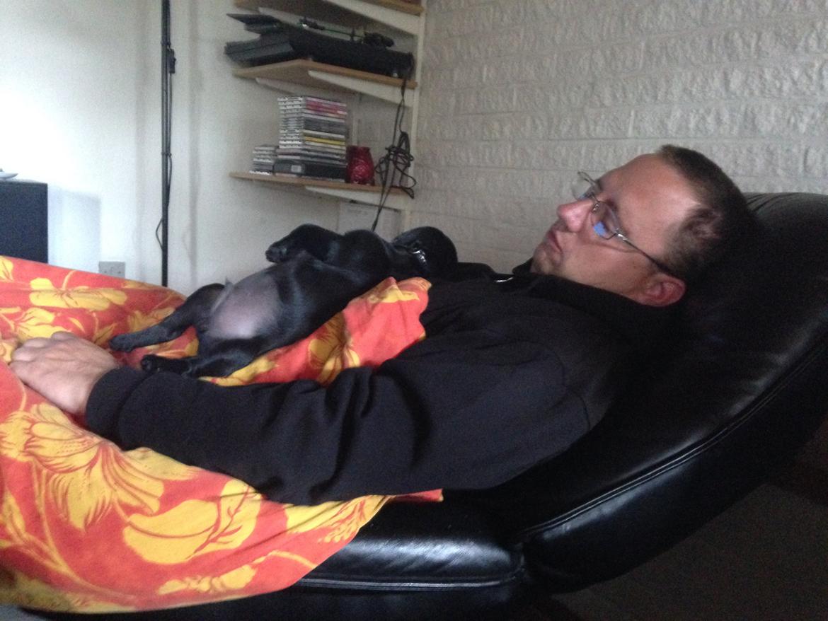 Mops Midas billede 43