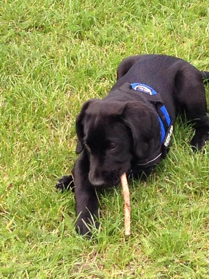 Blanding af racer UFFE billede 1