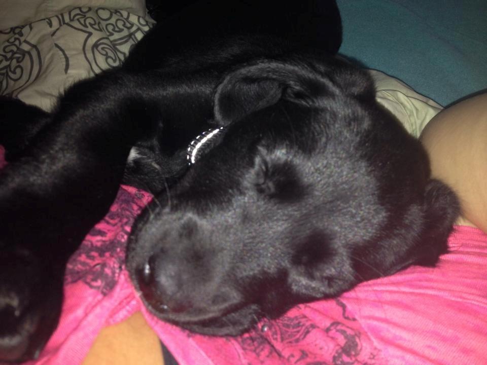 Blanding af racer UFFE billede 2