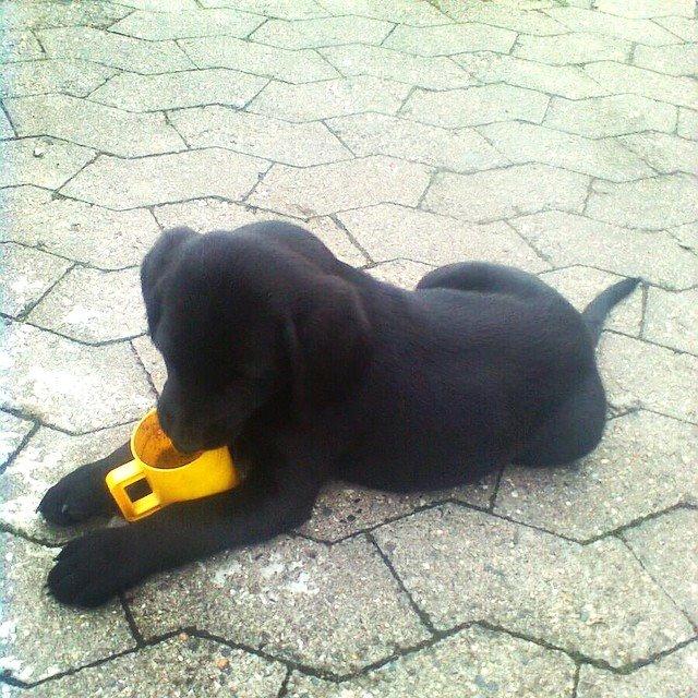 Blanding af racer UFFE billede 3