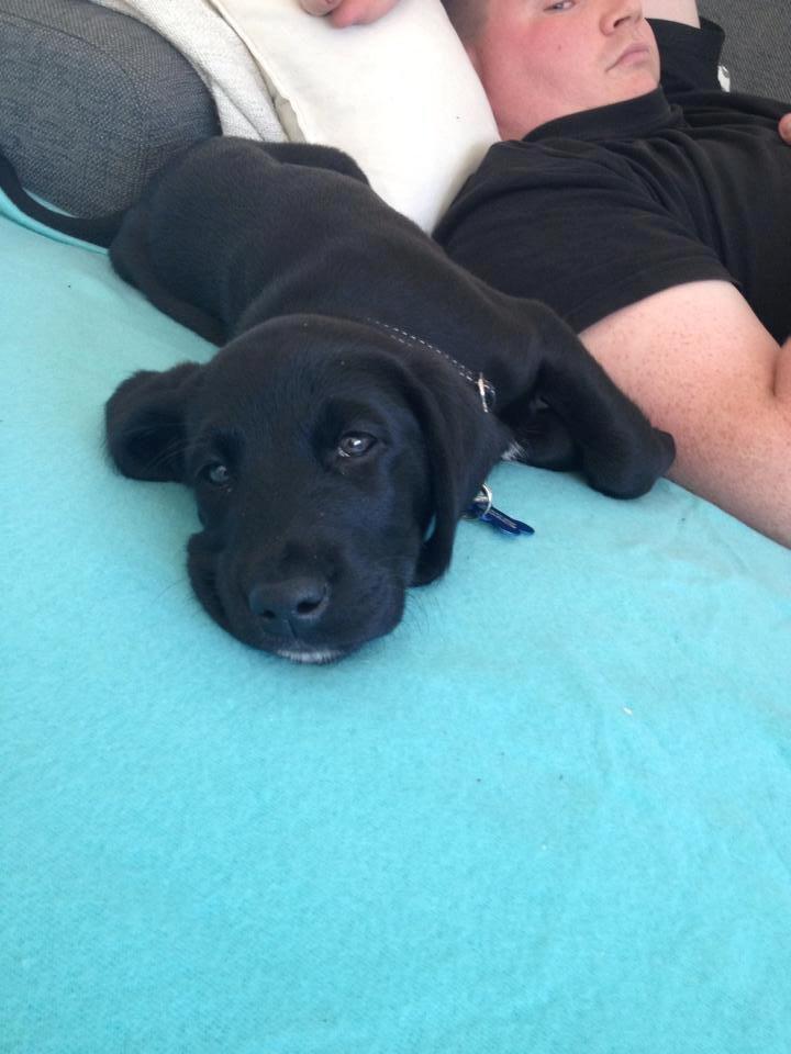 Blanding af racer UFFE billede 4