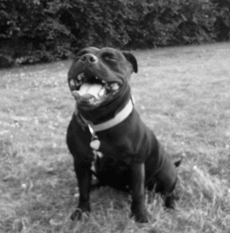 Staffordshire bull terrier Gucci. billede 27