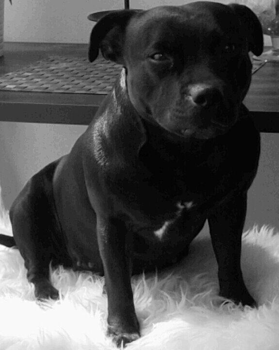 Staffordshire bull terrier Gucci. billede 28