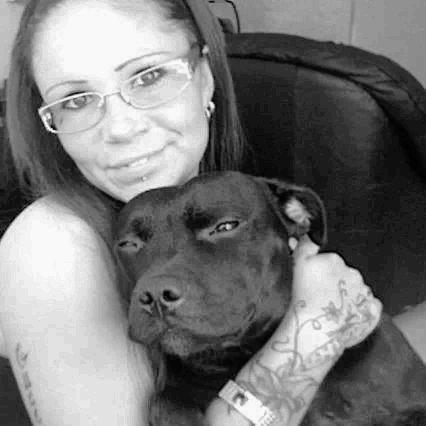 Staffordshire bull terrier Gucci. billede 29