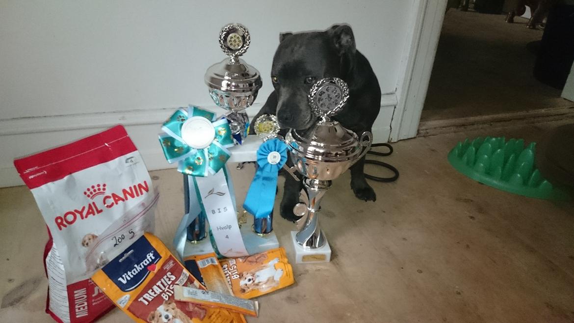 Staffordshire bull terrier Müsli billede 10