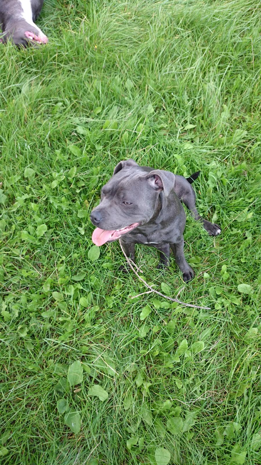 Staffordshire bull terrier Müsli billede 11