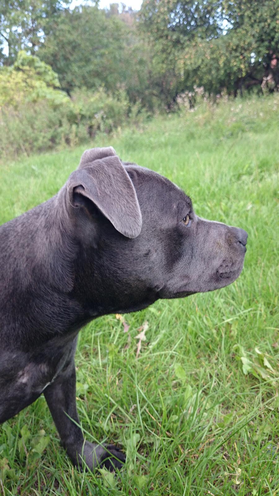 Staffordshire bull terrier Müsli billede 12