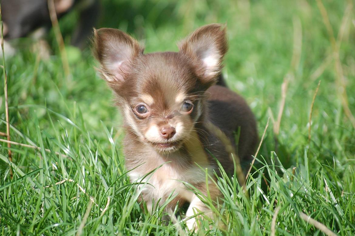 Chihuahua Manzana's Last Star of Selena - Lua som 9 uger :)  billede 15