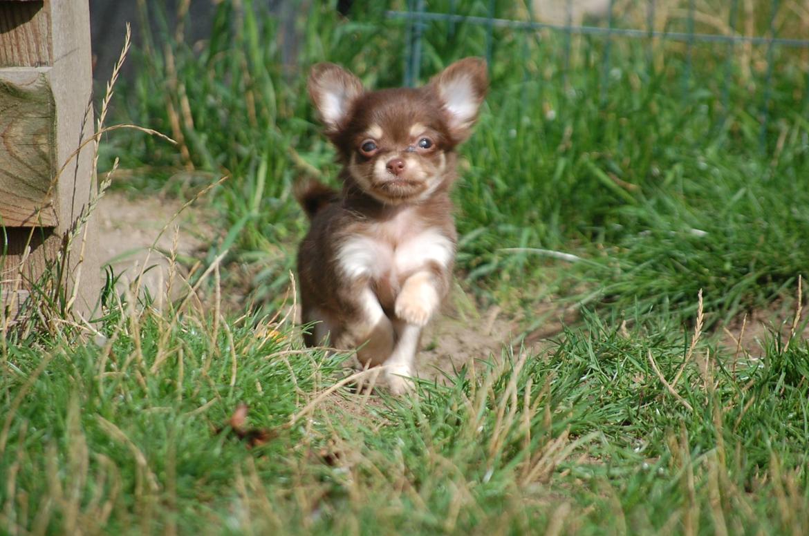 Chihuahua Manzana's Last Star of Selena - Lua som 9 uger :)  billede 14