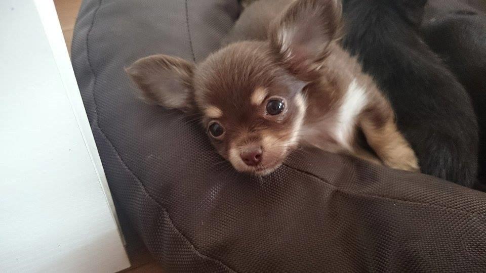 Chihuahua Manzana's Last Star of Selena - Lua som 6 uger :)  billede 16