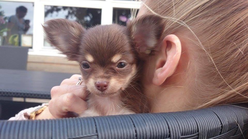Chihuahua Manzana's Last Star of Selena - Lua som 6 uger :)  billede 17
