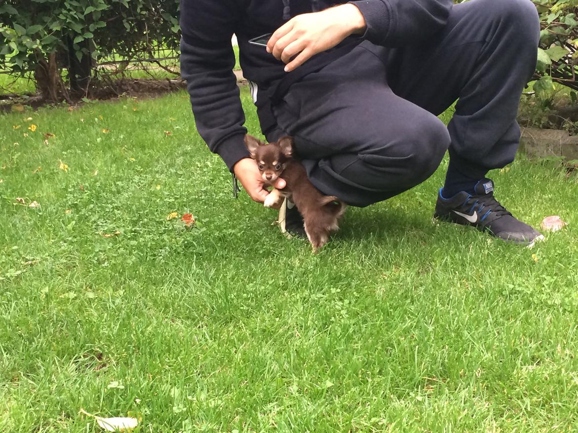 Chihuahua Manzana's Last Star of Selena - Lua som 10 uger. Første dag derhjemme :) billede 13