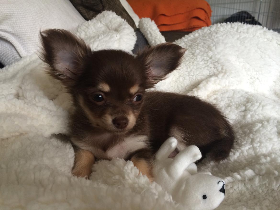 Chihuahua Manzana's Last Star of Selena - Lua som 10 uger. :)  billede 12