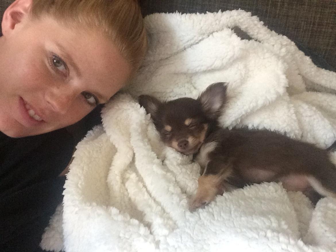 Chihuahua Manzana's Last Star of Selena - Lua som 10 uger :) billede 11