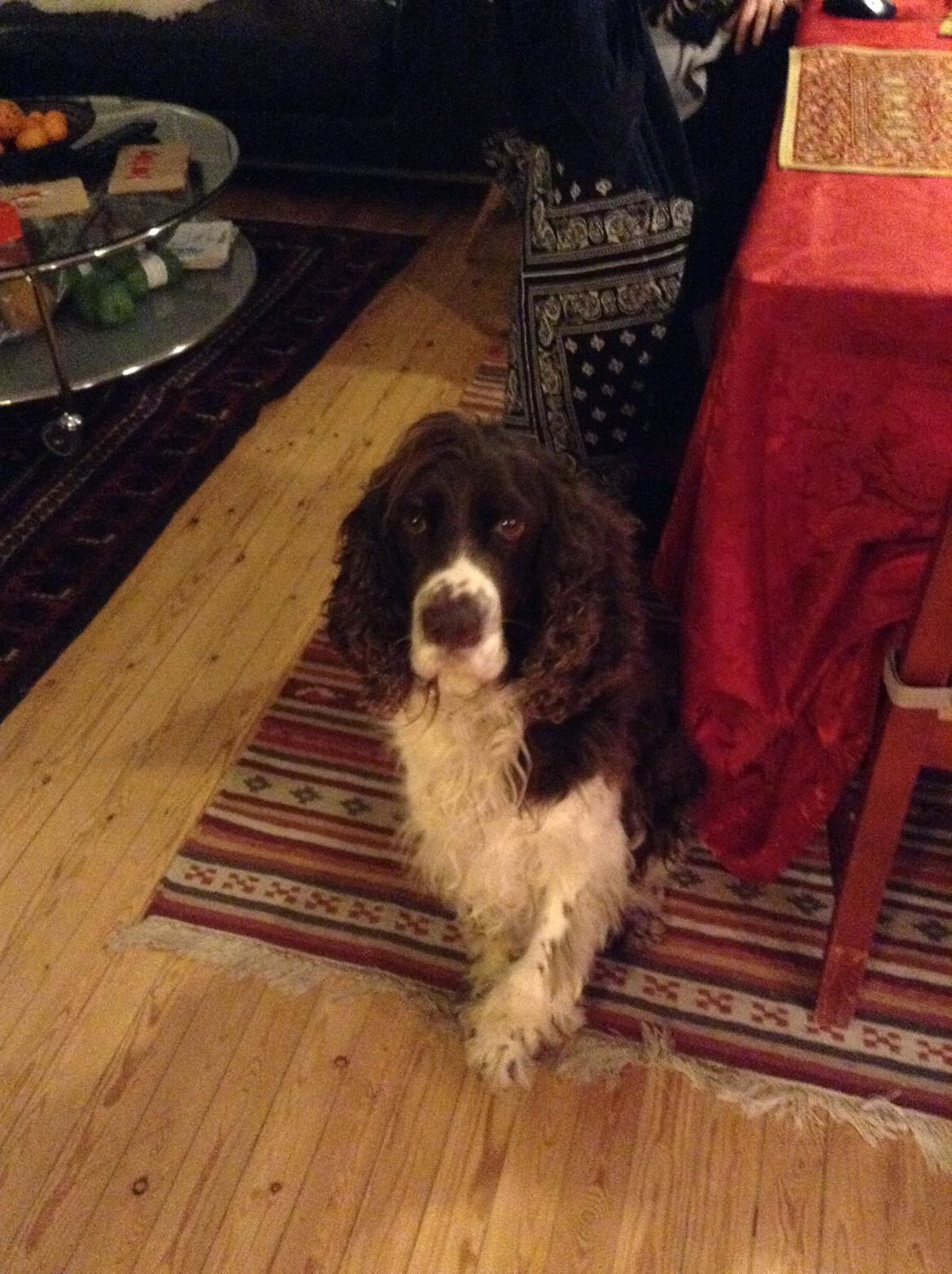 Engelsk springer spaniel Jonson billede 45