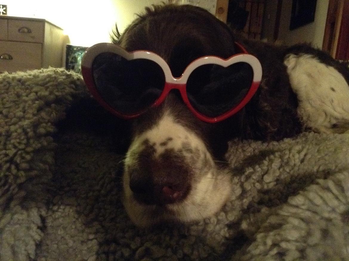 Engelsk springer spaniel Jonson billede 49