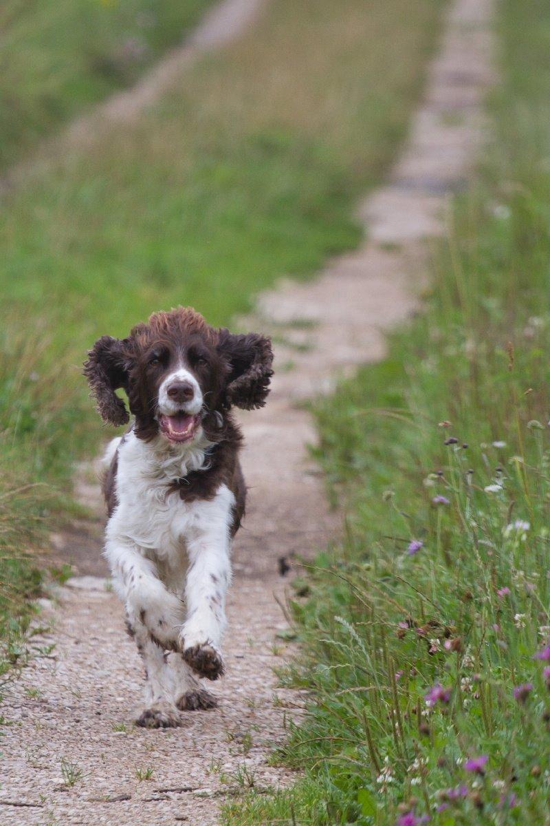Engelsk springer spaniel Jonson billede 46
