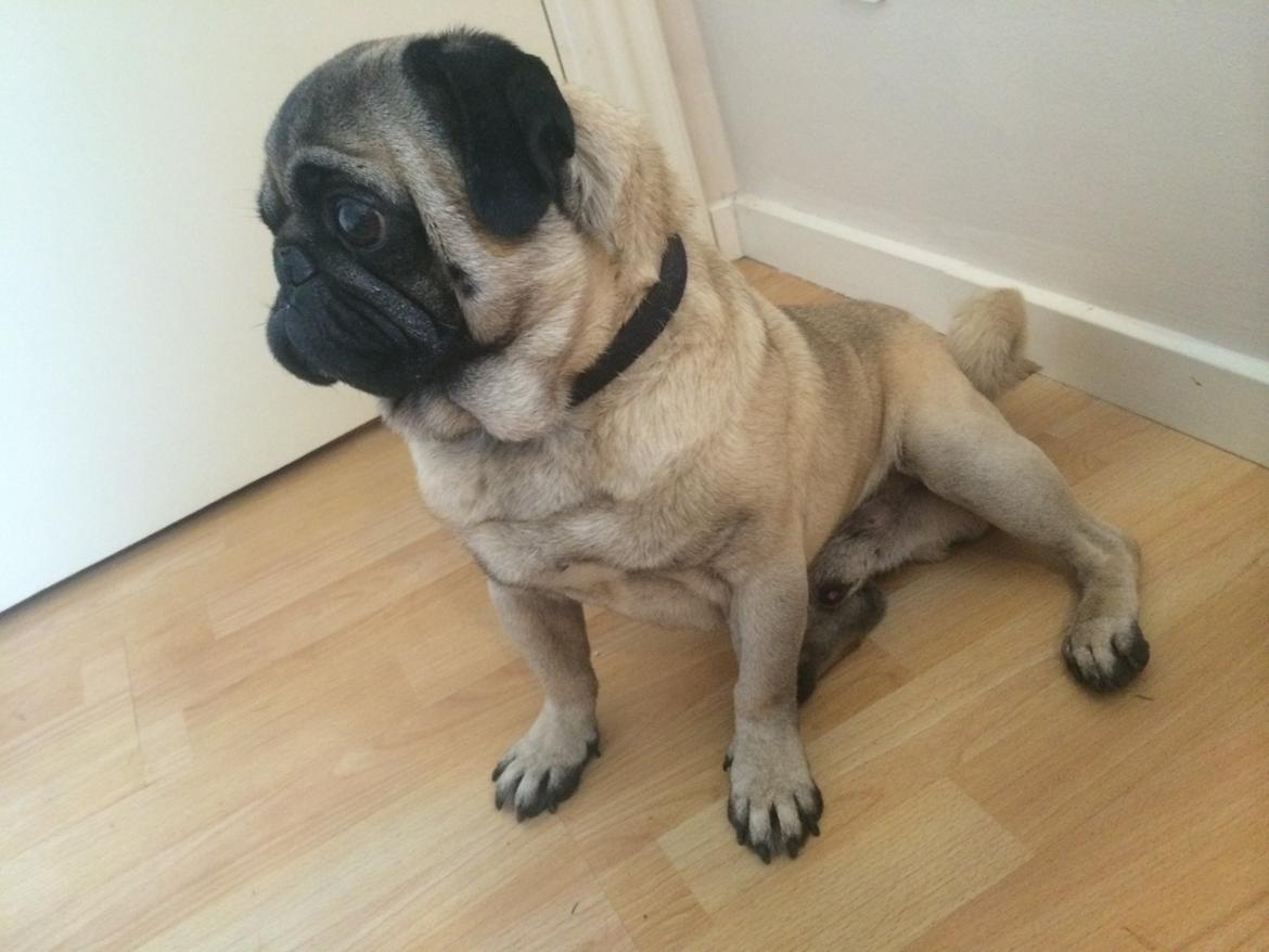 Mops Kongsgaards Palle Pug billede 1