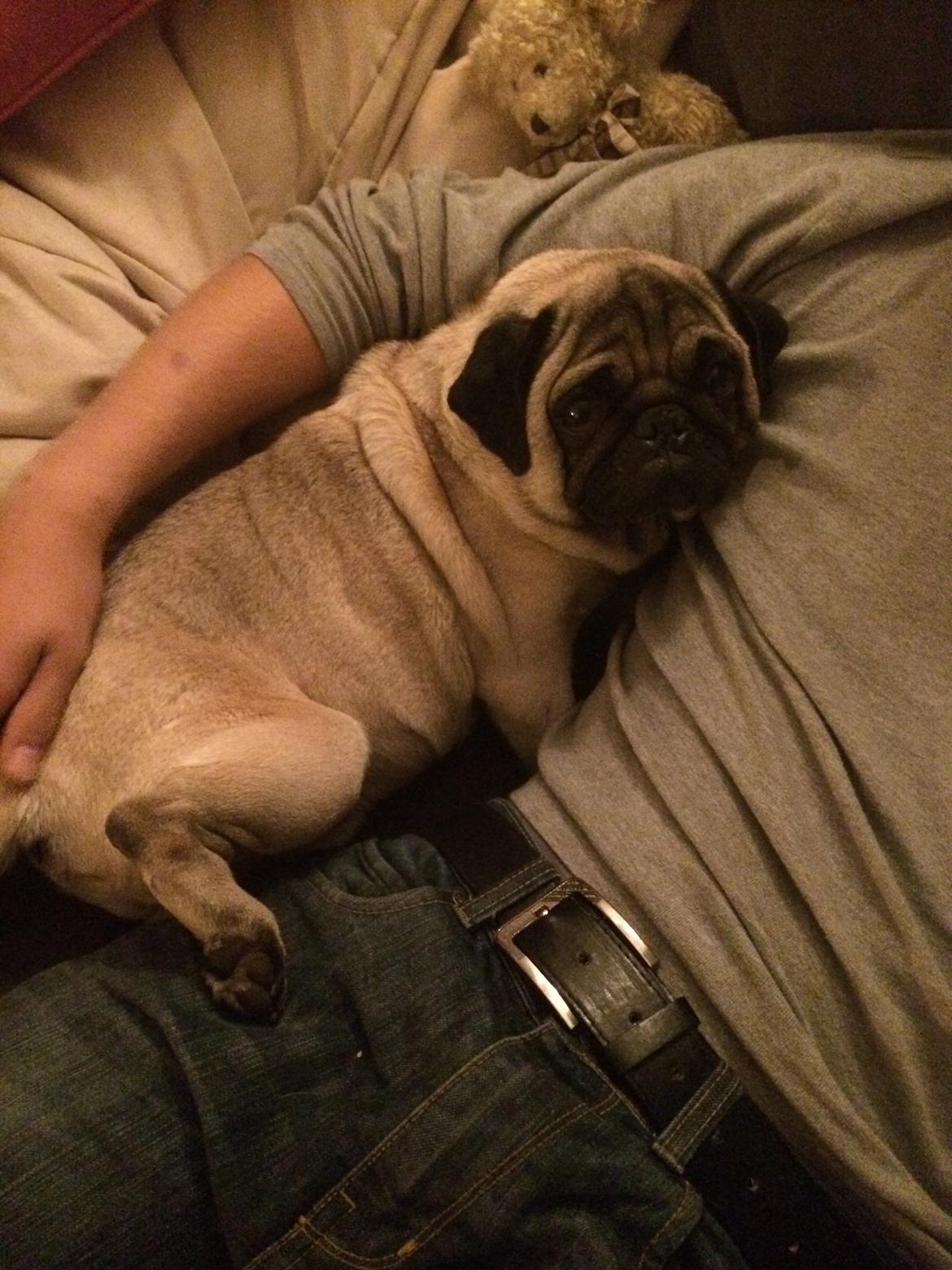 Mops Kongsgaards Palle Pug billede 3