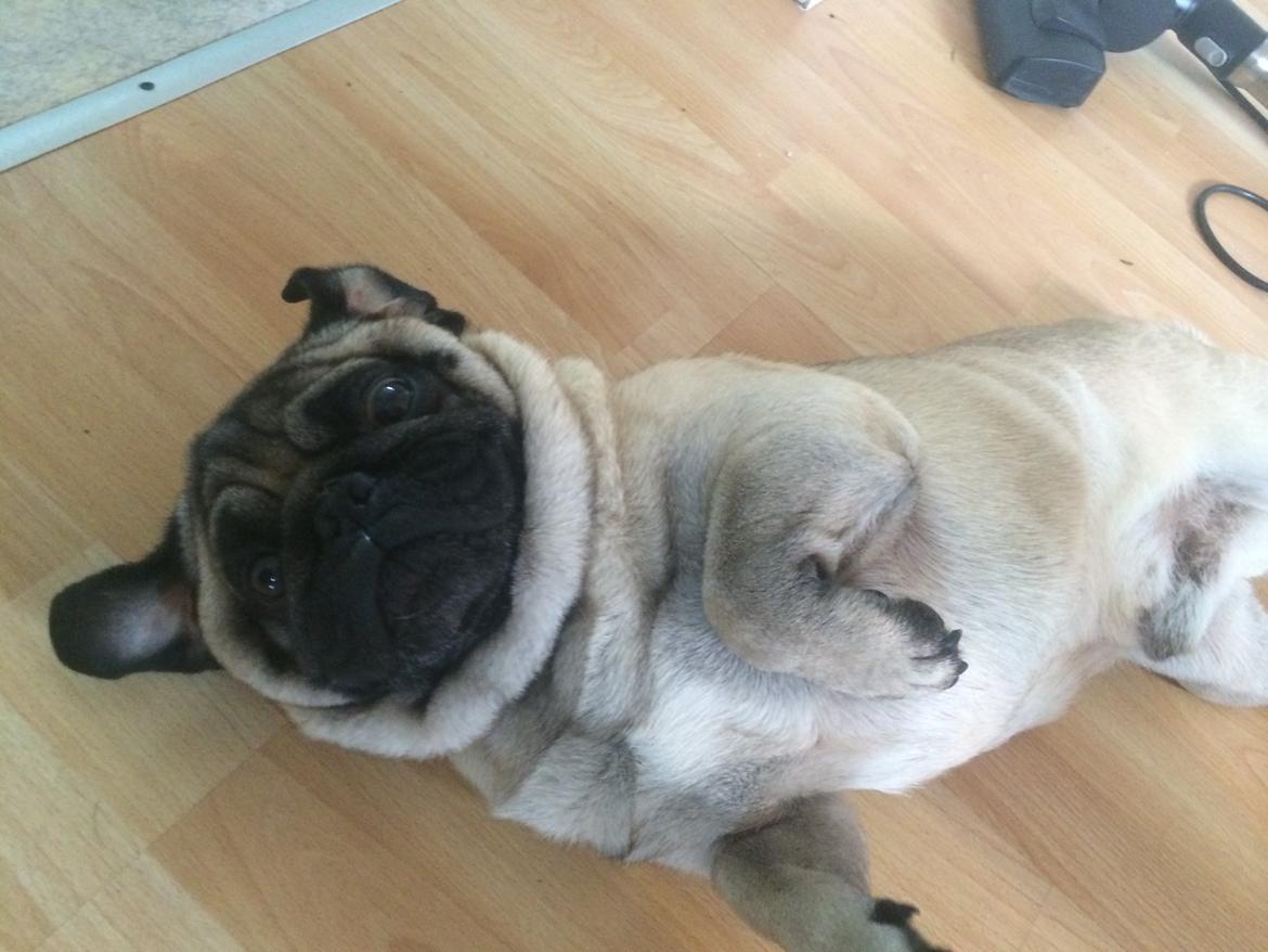 Mops Kongsgaards Palle Pug billede 4